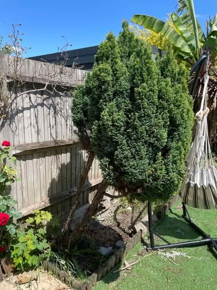 Photo of free Tree (SE27 0EE) #1