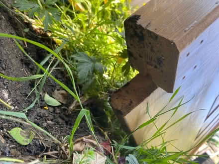 Photo of free Pine headboard (from a king size bed) (Storrs S6) #2