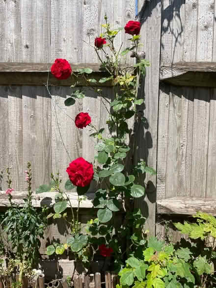 Photo of free Rea rose 🌹 (SE27 0EE) #3