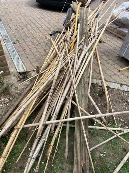 Photo of free Pile of bamboo wood (Farnham Royal) #1