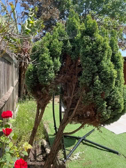 Photo of free Tree (SE27 0EE) #3