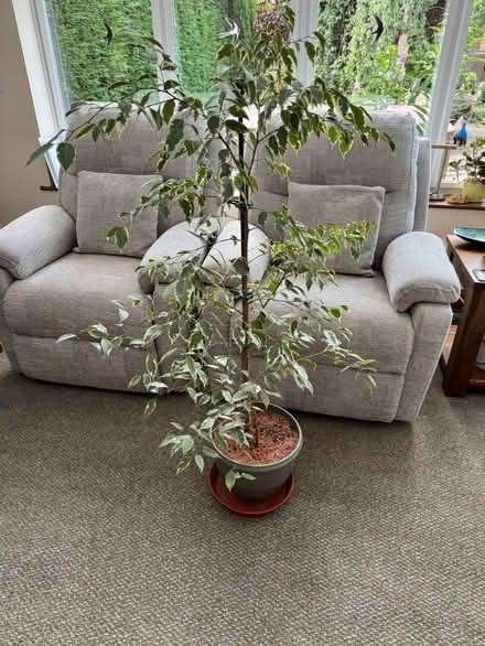 Photo of free House plant #2 (Eastfield PE1) #2