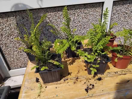 Photo of free Jacob's Ladder (Middleton M24 6JW) #2
