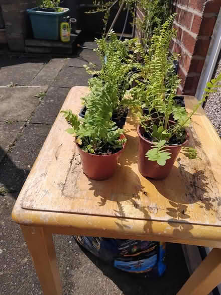 Photo of free Jacob's Ladder (Middleton M24 6JW) #1