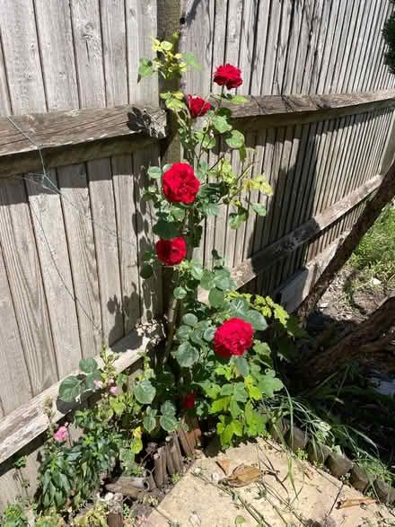 Photo of free Rea rose 🌹 (SE27 0EE) #1