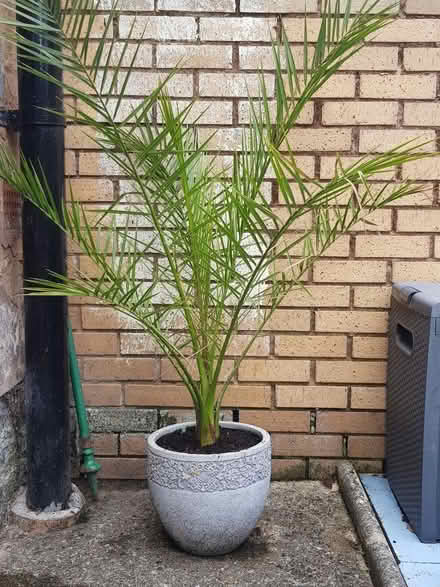 Photo of free 4 ft Date Palm (toxteth L8) #1