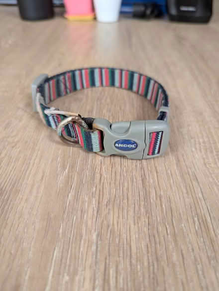 Photo of free Dog collar (Chippenham SN14) #1