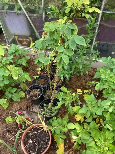 Photo of free Roses (Maidenhead SL6 8 R.N.) #1