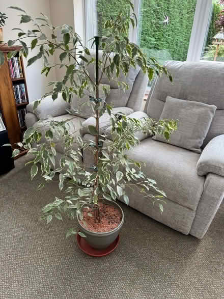 Photo of free House plant #2 (Eastfield PE1) #1