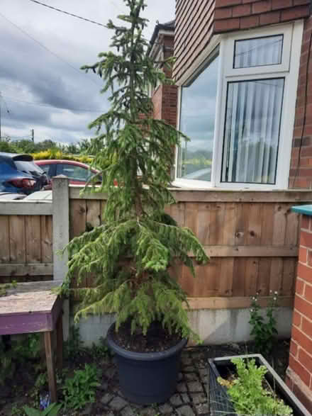 Photo of free Potted christmas tree (Rickerscote ST17) #1