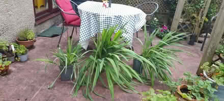 Photo of free Crocosmia plants (Kendal LA9) #1