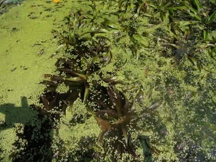 Photo of free Water Soldiers for Pond (Hoscar L40) #2