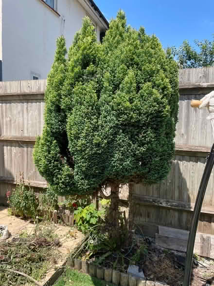 Photo of free Tree (SE27 0EE) #2