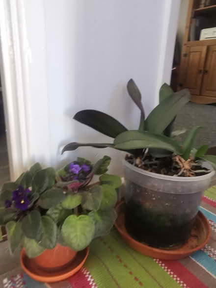 Photo of free House plants (ME8) #4