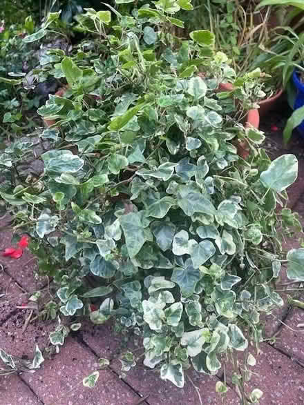 Photo of free Variegated Ivy (Hendon NW4) #1