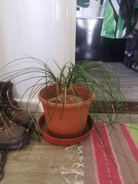 Photo of free House plants (ME8) #3