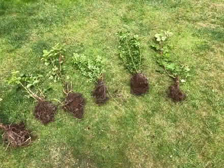 Photo of free Roses (Admaston telford) #1
