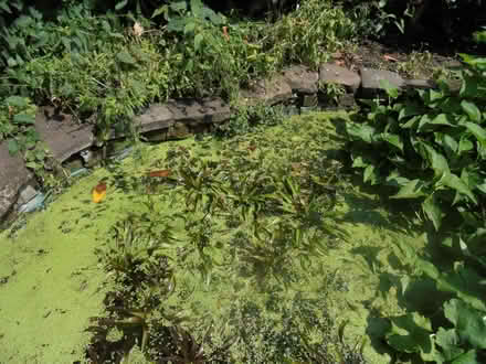 Photo of free Water Soldiers for Pond (Hoscar L40) #1