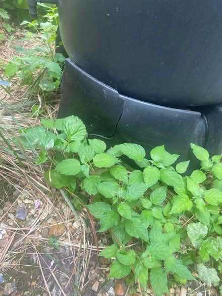 Photo of free Water butt (GU9) #3