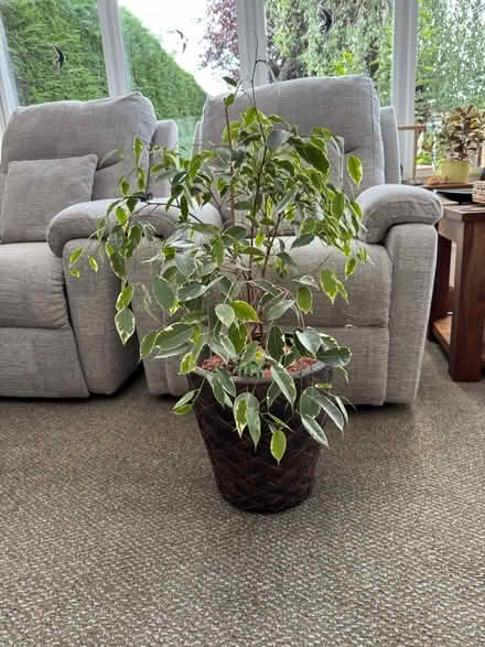 Photo of free Indoor house plant #1 (Eastfield PE1) #1