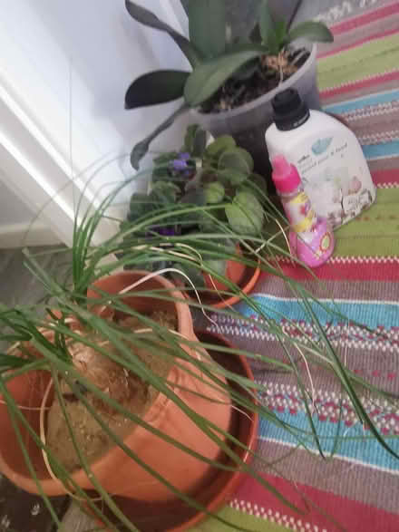Photo of free House plants (ME8) #1