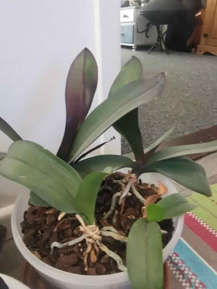 Photo of free House plants (ME8) #2