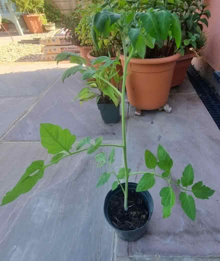 Photo of free Tomato Plants (Polegate) #2