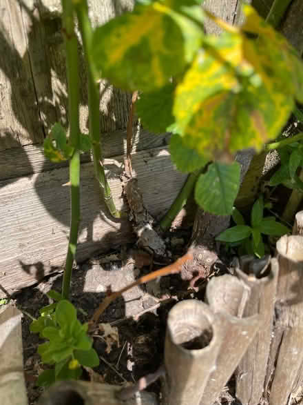 Photo of free Rea rose 🌹 (SE27 0EE) #4