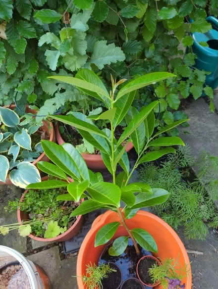 Photo of free Single laurel plant (Stow-on-the-Wold GL54) #1