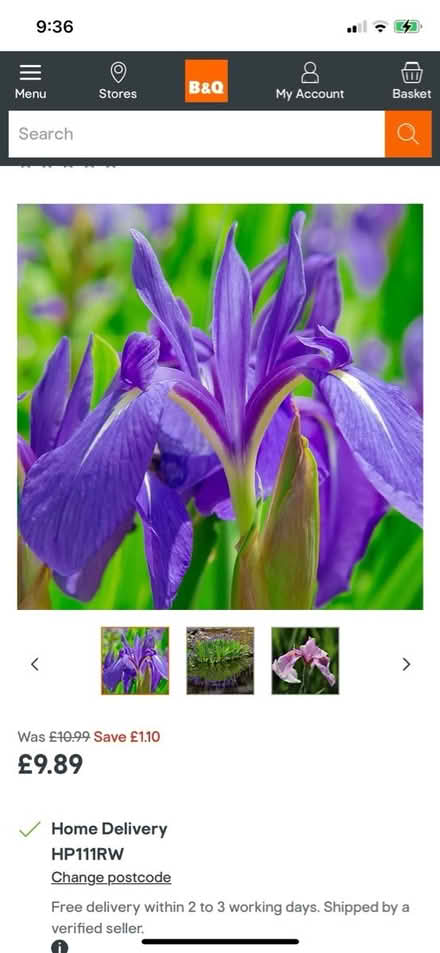 Photo of Purple iris (High Wycombe) #1