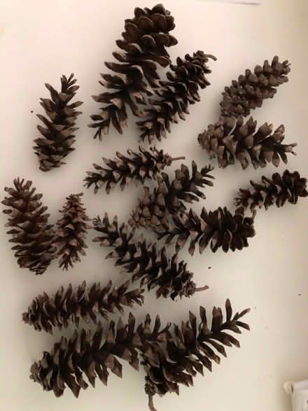 Photo of free Pinecones (Bethesda- River Rd & Wilson Ln) #1