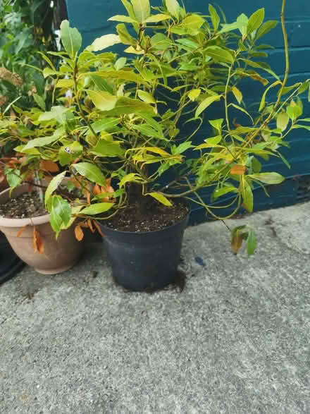 Photo of free Large Bay Plant (Saltaire BD18) #1