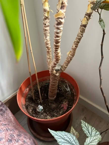 Photo of free Big plant (Manchester M23) #2