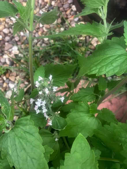 Photo of free Large Catnip Plant (High Bentham LA2) #2