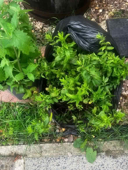Photo of free Large Peppermint Plant (High Bentham LA2) #1
