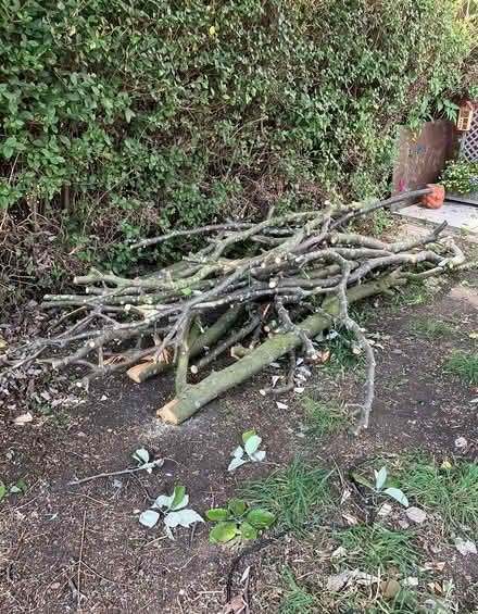 Photo of free Tree Branches/Firewood (Belle Isle, LS10) #1