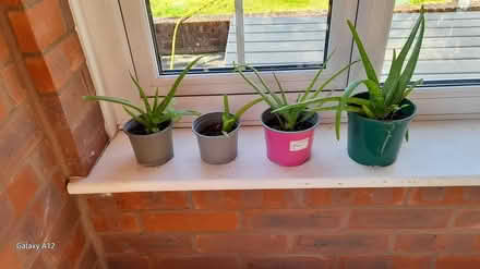 Photo of free aloe vera plants (Woodgreen, Fordingbridge) #1