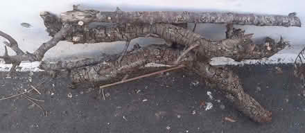 Photo of free Pear tree trimmings - burning or turning (Fiveways BN1) #1