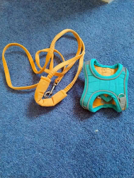 Photo of free Kitten Harness and lead (Cheadle Hulme SK8) #1
