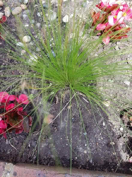 Photo of free Ornamental grass (Spring Park CR0) #1