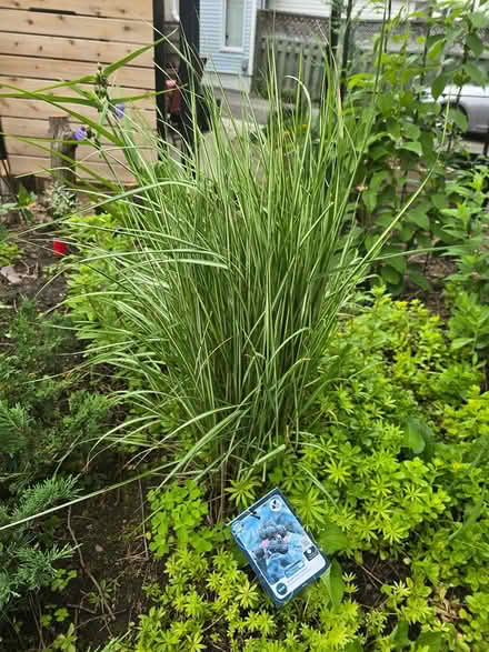 Photo of free Ornamental grass, variegated (Vanier north) #1