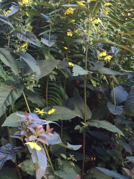 Photo of free Plants (Fairwater CF5) #2