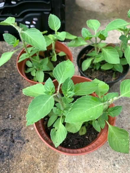 Photo of free Tulsi/Holy Basil (Arlington Mill Community Cntr) #1