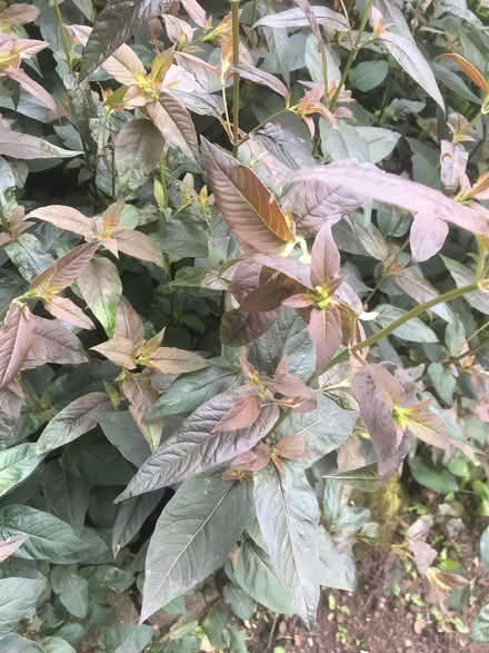 Photo of free Plants (Fairwater CF5) #1