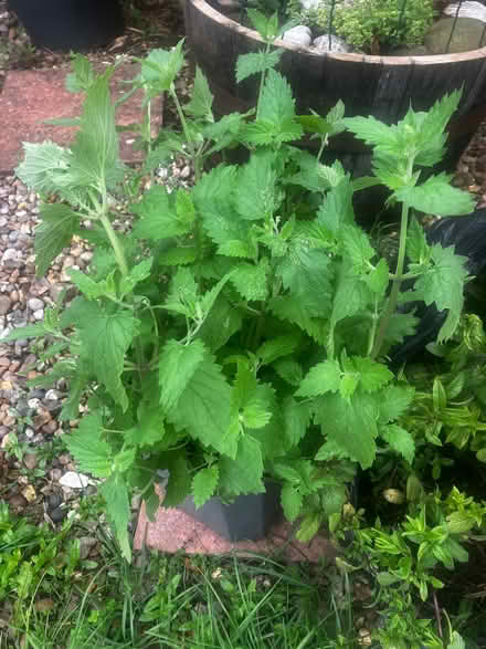 Photo of free Large Catnip Plant (High Bentham LA2) #1