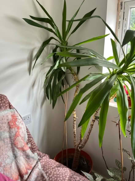 Photo of free Big plant (Manchester M23) #1