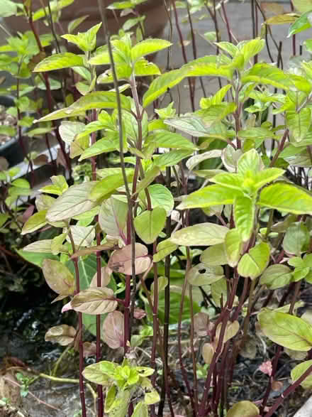 Photo of free Pond Plants (B27, Acocks Green.B27) #1
