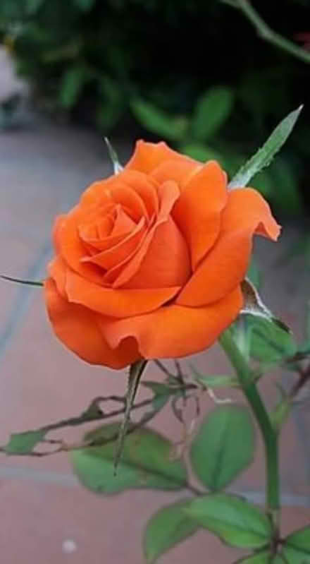 Photo of Rose cuttings (Edgbaston B16) #1