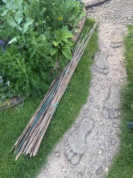 Photo of free Bamboo (Harborough Magna CV23) #1