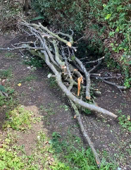Photo of free Tree Branches/Firewood (Belle Isle, LS10) #2